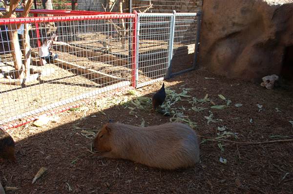 Animal World and Snake Farm (1/19/2015)