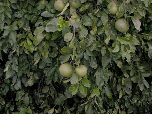 Grapefruit Orchard (9/16/2002)