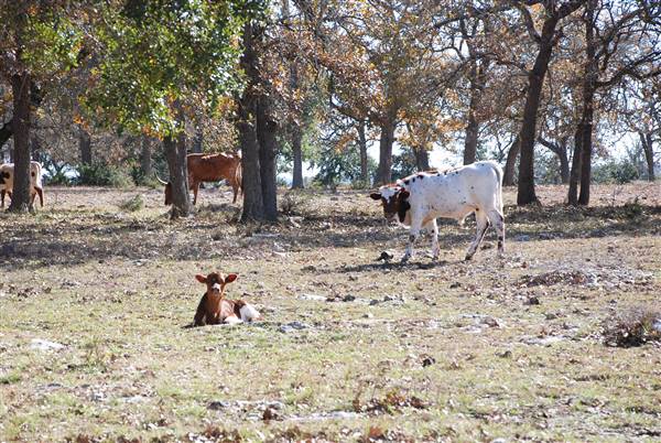 Henly Hill Ranch (1/8/2016)