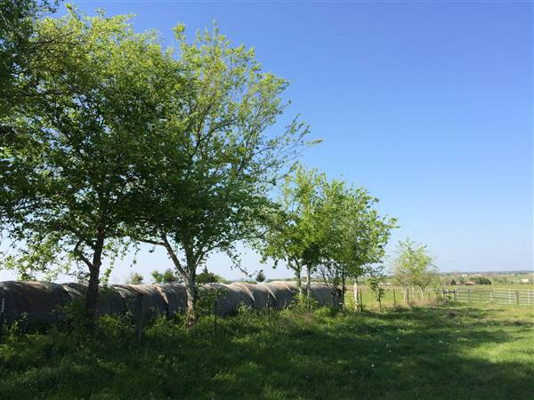 Maeshill Farm (4/18/2016)