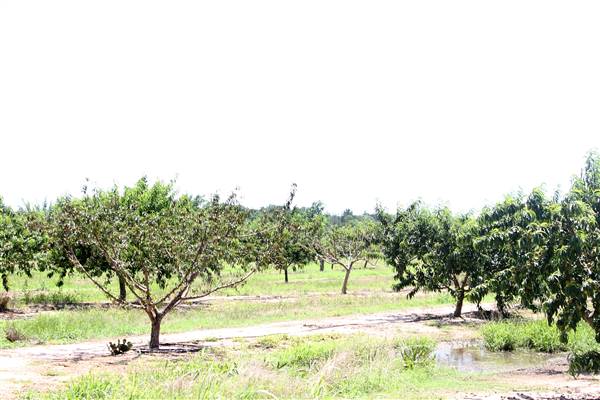 Cooper Farms (7/28/2016)