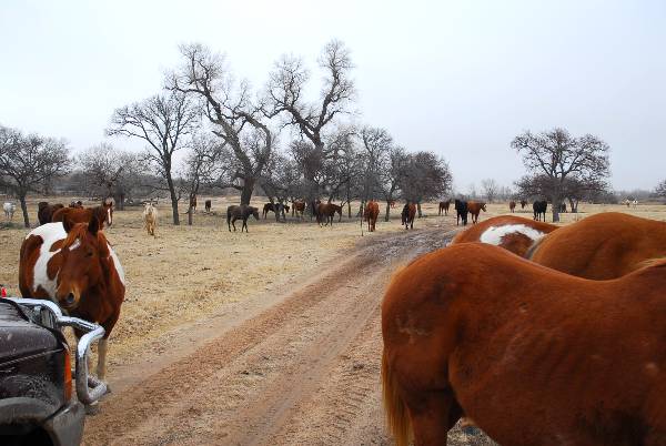 Mendota Ranch (12/13/2007)