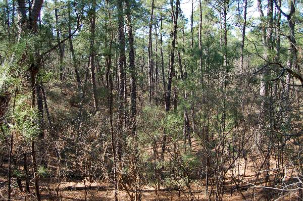 Buescher State Park (2/26/2008)