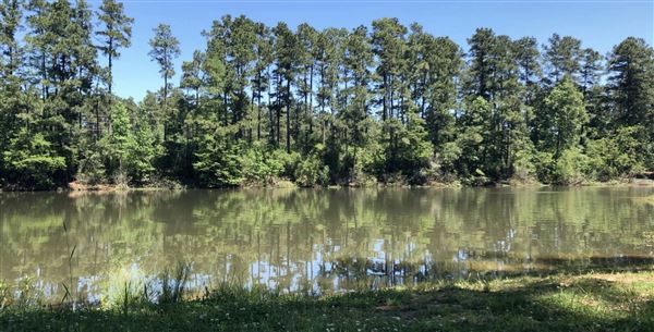 W G Jones State Forest (6/27/2019)
