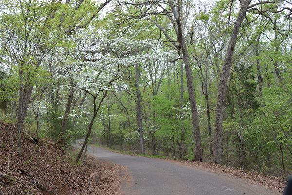 Davey Dogwood Park (7/8/2019 - Credits: Palestine Visitors Center)