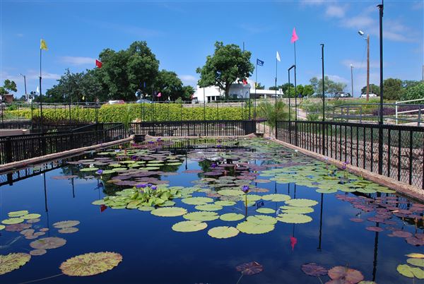 International Waterlily Collection (6/13/2019)