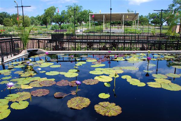 International Waterlily Collection (6/13/2019)