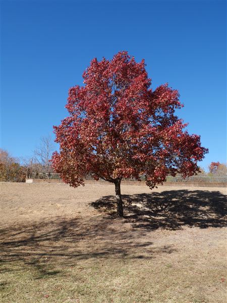 Beverly S. Sheffield Northwest District Park (12/9/2020)