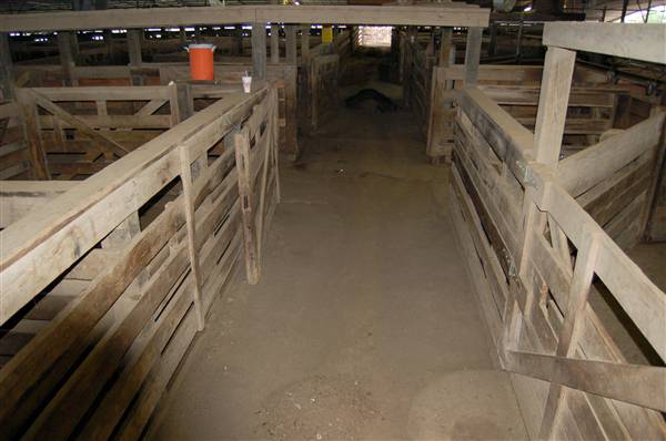 Navasota Livestock Auction (9/15/2009)
