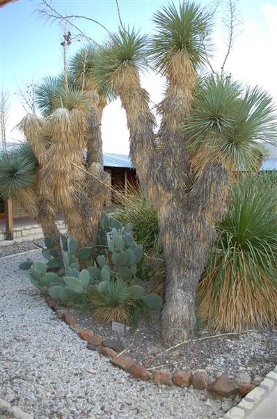 Big Bend Ranch State Park - Barton Warnock Environmental Education Center (9/17/2010)