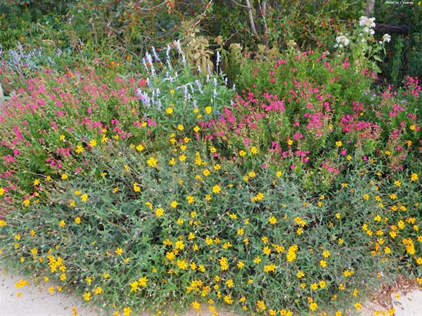 The Molly Hollar Wildscape (5/1/2023 - Credits: Owner)