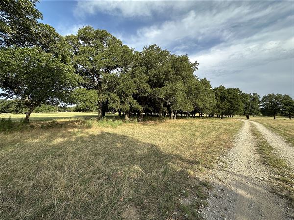 Fairlea Longhorn Ranch (7/20/2023 - Credits: K.Beck)