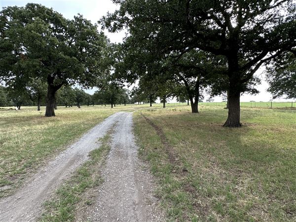 Fairlea Longhorn Ranch (7/20/2023 - Credits: K.Beck)