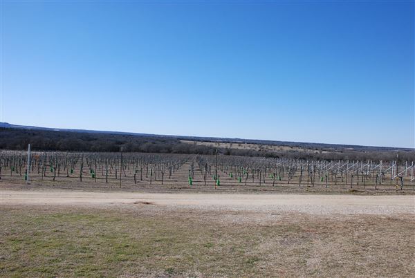 Blue Ostrich Winery & Vineyard (1/27/2023 - Credits: Gabriel Ornelas)