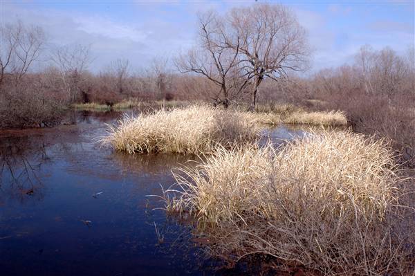 Mineola Nature Preserve (2/11/2009 - Credits: FFTX)