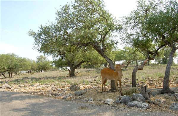 Natural Bridge Wildlife Ranch (4/7/2011)