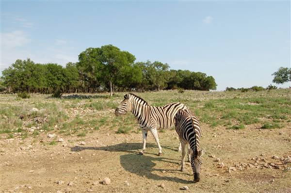 Natural Bridge Wildlife Ranch (4/7/2011)