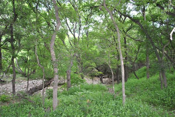 Phil Hardberger Park (4/7/2012)
