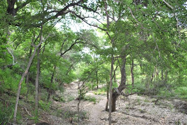 Phil Hardberger Park (4/7/2012)