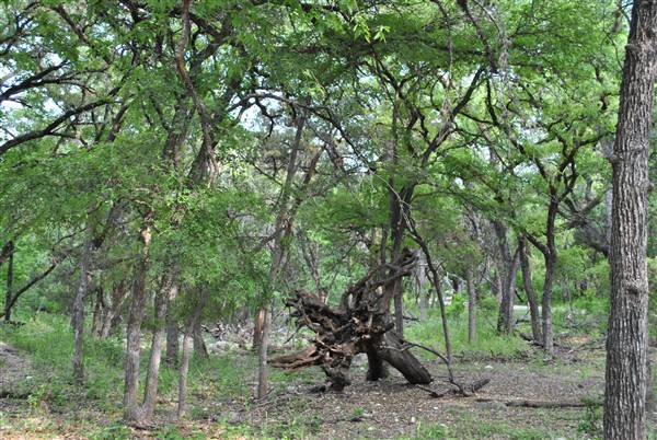 Phil Hardberger Park (4/7/2012)
