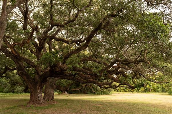 The Oaks of Anahuac (8/8/2025 - Credits: Jeff Fitlow Photography)