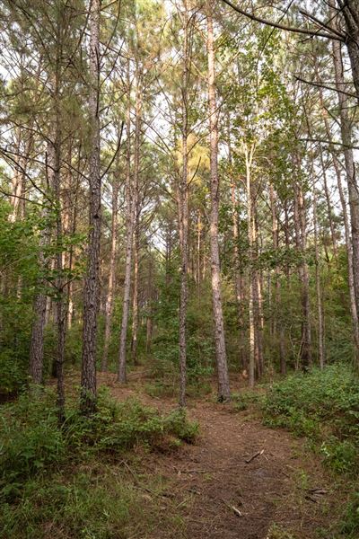 The Oaks of Anahuac (8/8/2025 - Credits: Jeff Fitlow Photography)